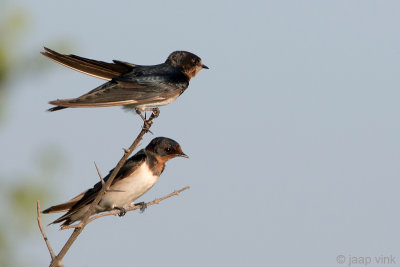 Barn Swallow - Boerenzwaluw - Hirundo rustica