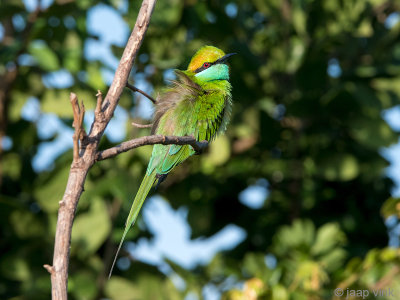 Little Green Bee-eater - Kleine Groene Bijeneter - Merops orientalis