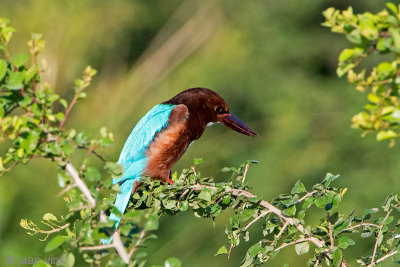 White-throated Kingfisher - Smyrna IJsvogel - Halcyon smyrnensis