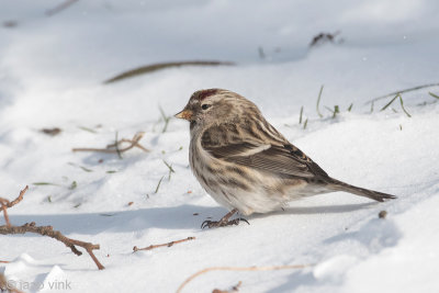 Mealy Redpoll - Grote Barmsijs - Acanthis flammea