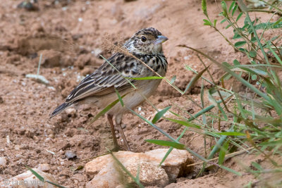 Jerdons Bushlark - Jerdons Leeuwerik - Mirafra affinis