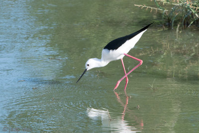 Black-winged Stilt - Steltkluut - Himantopus himantopus