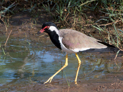 Red-wattled Lapwing - Indische Kievit - Vanellus indicus