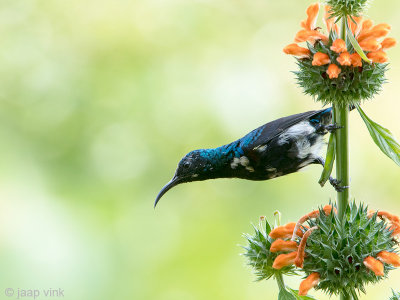 Loten's Sunbird - Lotens Honingzuiger - Nectarinia lotenia