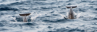 Spinner Dolphin - Langsnuitdolfijn - Stenella longirostris
