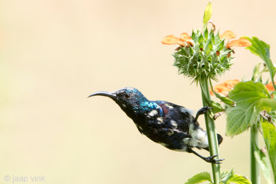 Loten's Sunbird - Lotens Honingzuiger - Nectarinia lotenia