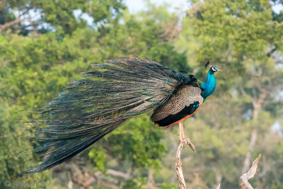 Indian Peafowl - Pauw - Pavo cristatus