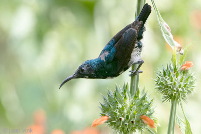 Loten's Sunbird - Lotens Honingzuiger - Nectarinia lotenia