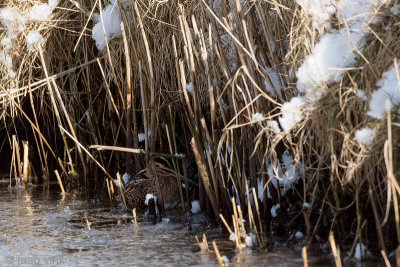 Common Snipe - Watersnip - Gallinago gallinago