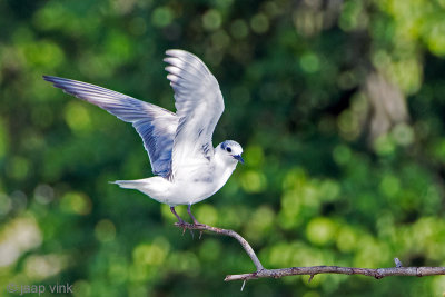 Whiskered Tern - Witwangstern - Chlidonias hybrida