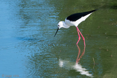 Black-winged Stilt - Steltkluut - Himantopus himantopus