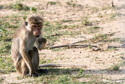 Toque Macaque - Ceylonkroonaap - Macaca sinica