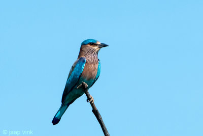 Indian Roller - Indische Scharrelaar - Coracias benghalensis