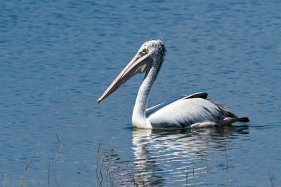 Spot-billed Pelican - Grijze Pelikaan - Pelecanus philippensis