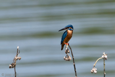 Common Kingfisher - IJsvogel - Alcedo atthis