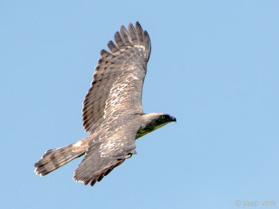 Crested Hawk Eagle - Indische Kuifarend - Nisaetus cirrhatus