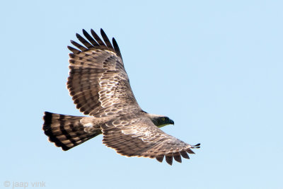 Crested Hawk Eagle - Indische Kuifarend - Nisaetus cirrhatust