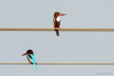 White-throated Kingfisher - Smyrna IJsvogel - Halcyon smyrnensis