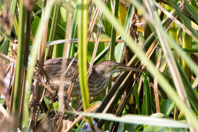 Yellow Bittern - Chinese Woudaap - Ixobrychus sinensis