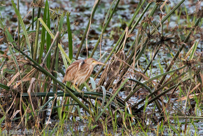 Yellow Bittern - Chinese Woudaap - Ixobrychus sinensis