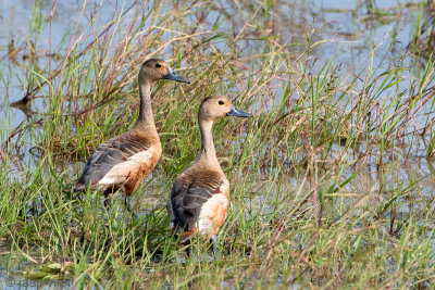 Lesser Whistling-duck - Indische Fluiteend - Dendrocygna javanica