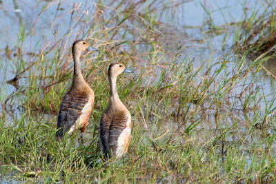 Lesser Whistling-duck - Indische Fluiteend - Dendrocygna javanica