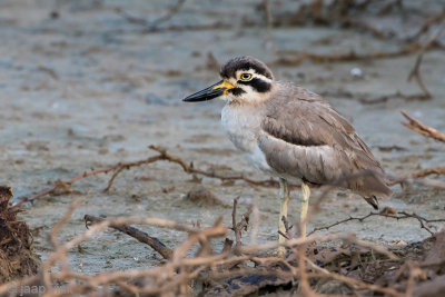 Great Thick-knee - Grote Griel - Esacus recurvirostrist