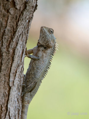 Common Green Wood Lizzard - Groene Boshagedis - Calotes calotes