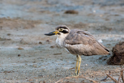 Great Thick-knee - Grote Griel - Esacus recurvirostrist