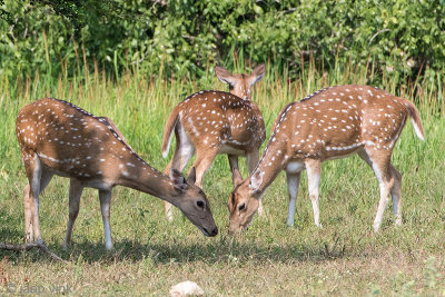 Sri Lankan Axis Deer - Axishert - Axis axis ceylonensis