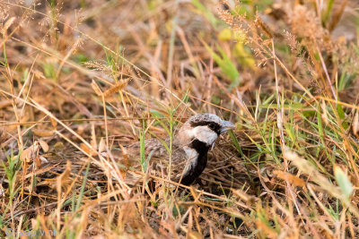 Ashy-crowned Sparrow Lark - Grijskruinvinkleeuwerik - Eremopterix griseus