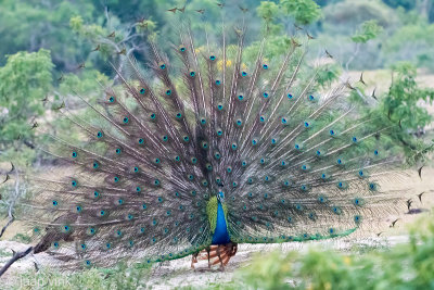 Indian Peafowl - Pauw - Pavo cristatus