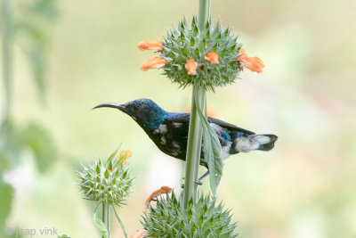 Loten's Sunbird - Lotens Honingzuiger - Nectarinia lotenia