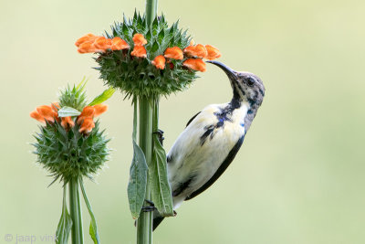 Loten's Sunbird - Lotens Honingzuiger - Nectarinia loteniat