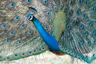 Indian Peafowl - Pauw - Pavo cristatus