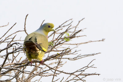 Orange-breasted Green Pigeon - Oranjeborstpapegaaiduif - Treron bicinctus