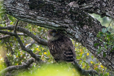 Brown Fish Owl - Bruine Visuil - Ketupa zeylonensis