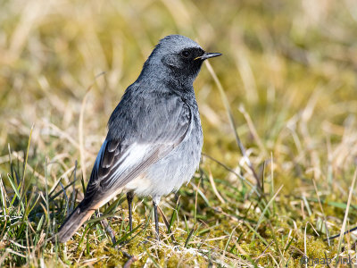 Black Redstart - Zwarte Roodstaart - Phoenicurus ochruros