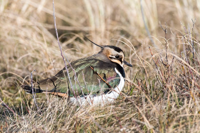 Northern Lapwing - Kievit - Vanellus vanellus