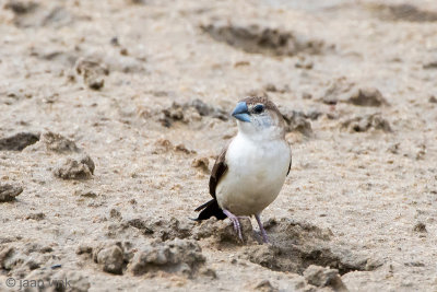 Indian Silverbill - Loodbekje - Euodice malabarica