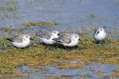 Sanderling - Drieteenstrandloper - Calidris alba