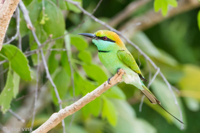 Little Green Bee-eater - Kleine Groene Bijeneter - Merops orientalis