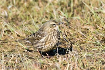 Eurasian Rock Pipit - Oeverpieper - Anthus petrosus