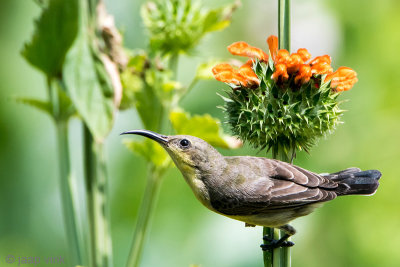Loten's Sunbird - Lotens Honingzuiger - Nectarinia lotenia