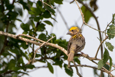 Baya Weaver - Bayawever - Ploceus philippinus