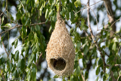 Baya Weaver - Bayawever - Ploceus philippinus