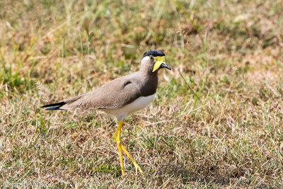 Yellow-wattled Lapwing - Malabarkievit - Vanellus malabaricus