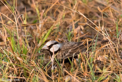 Ashy-crowned Sparrow Lark - Grijskruinvinkleeuwerik - Eremopterix griseus