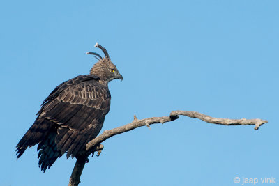 Crested Hawk Eagle - Indische Kuifarend - Nisaetus cirrhatust