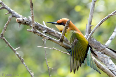 Chestnut-headed Bee-eater - Bruinkopbijeneter - Merops leschenaulti